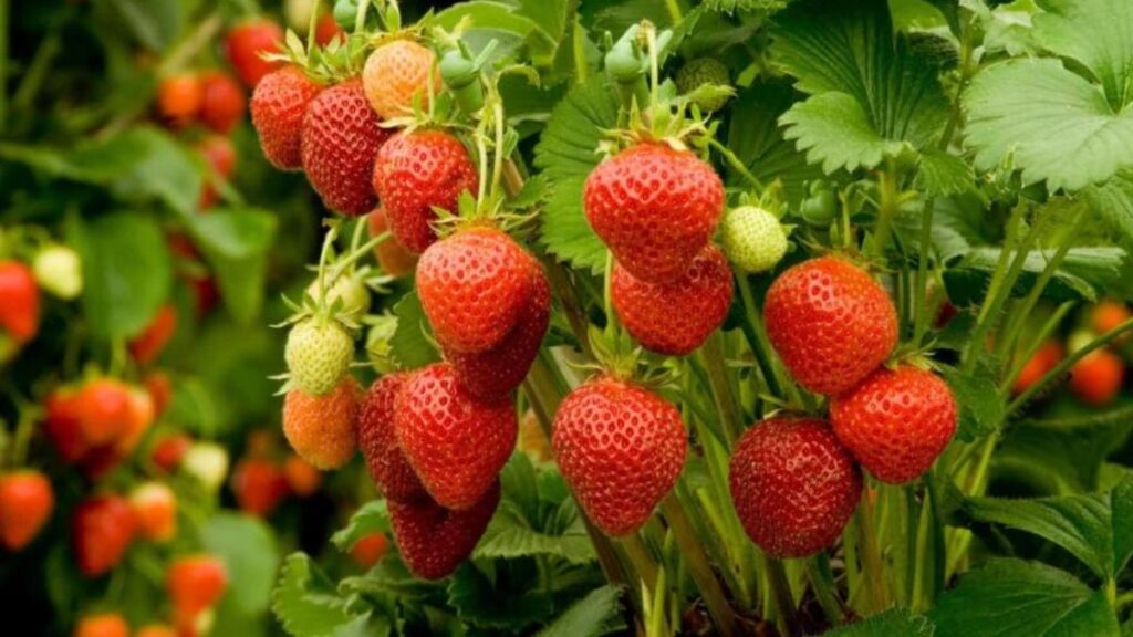 boron deficiency strawberry